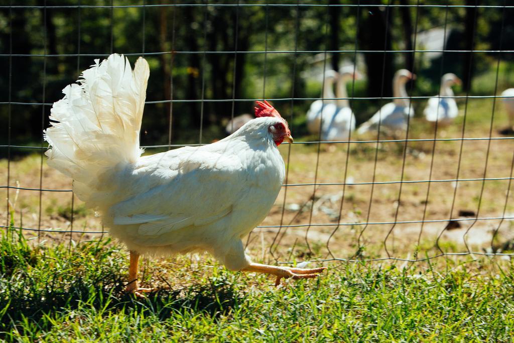 Agriturismo La Coccinella Valfabbrica Εξωτερικό φωτογραφία